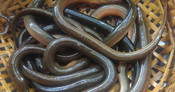 Giấc Mơ Thấy Lươn và Rắn: Điềm Báo Kiện Tụng và Phiền Toái Kubet Casino