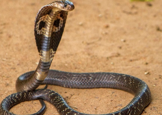 Mơ thấy bị rắn cắn – 99 điềm báo và con số may mắn cho bạn Kubet77