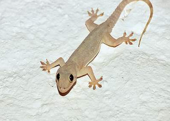 Mơ thấy thằn lằn Kubet Casino có nên đánh đề ghi lô không?